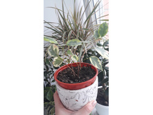 ����� � ������������� ������