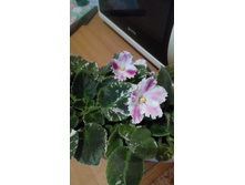 IMG 20181018 171129.jpg