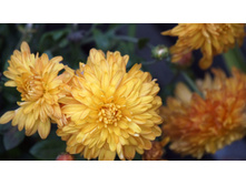 ���������� ���������� ��������