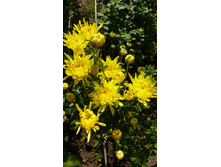 �������� ��������