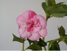 �������� Anastasia(����) Saliba 2013�.