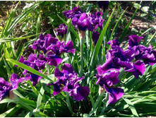 ���� ��������� Rosy Bows.jpg