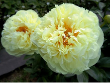 ����� �����.jpg