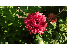 ���� ��������