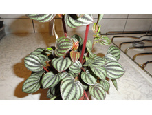 ��������� ������� �����