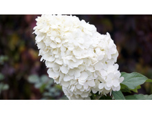 ����� �������