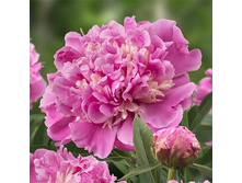 ���� �����1.jpg