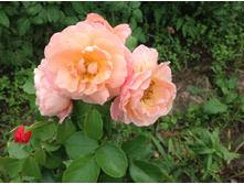 ���� ����� ����