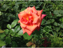 ���� ���������� �����������