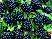 ������� ���� ������ 256�