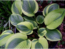 ����� Unforgettable (79)