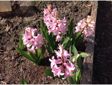 ������� ���� �����