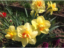 ������� �����