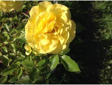 ���� ������