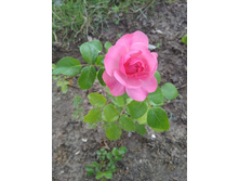 IMG 20180707 144745.jpg