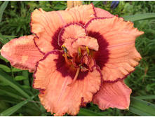 �������� ����� �������������