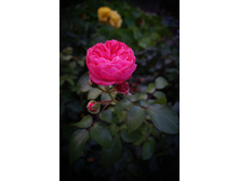 ���� �� ������� "���.���� ������ ������"���.oliskaAvto