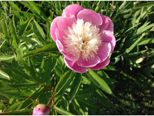 ���� ���� �� �����