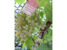 ������ ������� �������