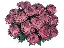 ��������� ���������