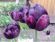 IMG 20170604 120219.jpg