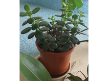 ��������� 250 ���.