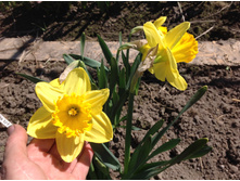 ������� �����