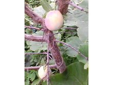 ����� ������� (������ ������������).