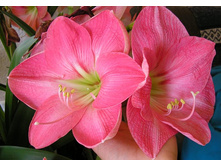 ����������� ����