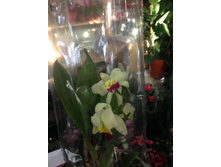 ������� ���� LIME