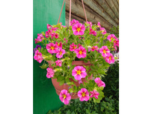 IMG 20180817 170802.jpg