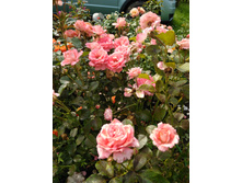 IMG 20180720 141932.jpg