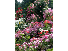 ����� � ������������ ����������