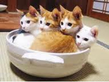 248359 216796798344317 3927389 n.jpg