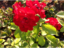 ���� ����� ������