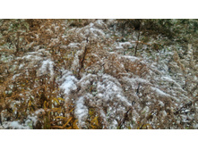 P 20181110 093606 DF-01.jpeg