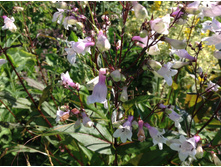 ��������� ��������������