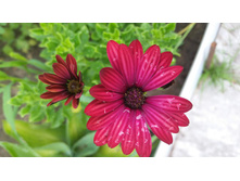 Osteospermum