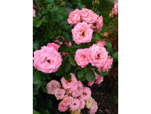 IMG 20180721 084948.jpg