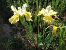 ���� ��������� ������ ����