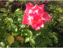 ���� ��� �����   ����������