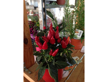 ��������� ���� - 300 - 350 ���.