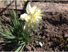 ������� �. �������