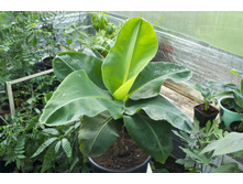 ����� (musa) - 350- 400   ���.