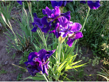 ���� ��������� ������ �������