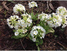 ������� �������������