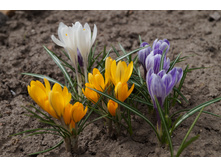 ������� �� ������� ���. oliskaAvto