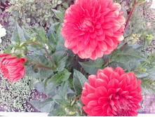 IMG 20170924 112457.jpg