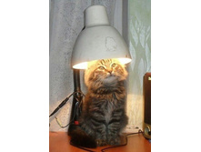 ��� ����� ��� ������