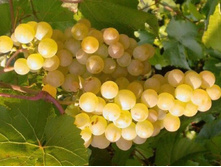 �������� �������� ���� ������ 260�